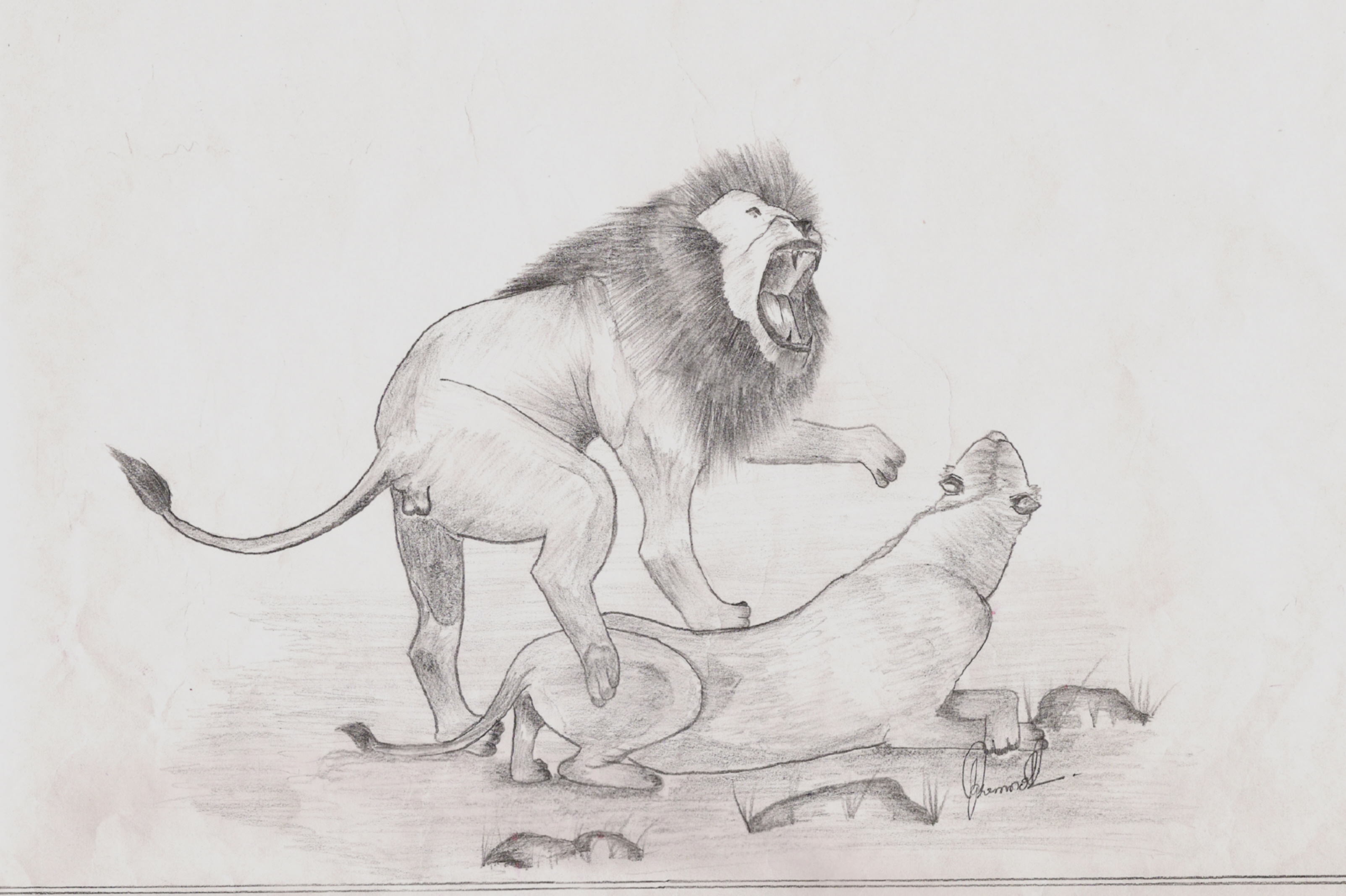 3206x2134 It Is Better To Be A Lion For A Day Than A Sheep All Your Life - Sleeping Lion Drawing