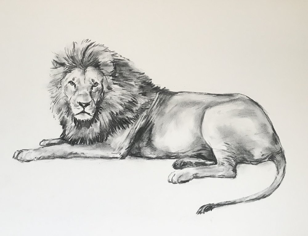 Sleeping Lion Drawing At Explore Collection Of