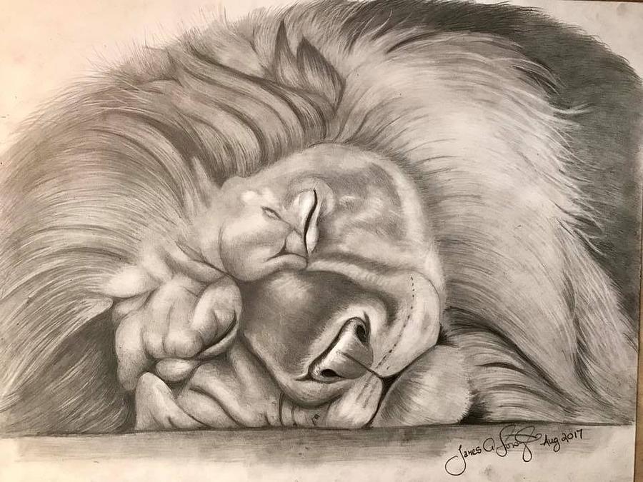 900x675 Sleeping Lion Drawing - Sleeping Lion Drawing