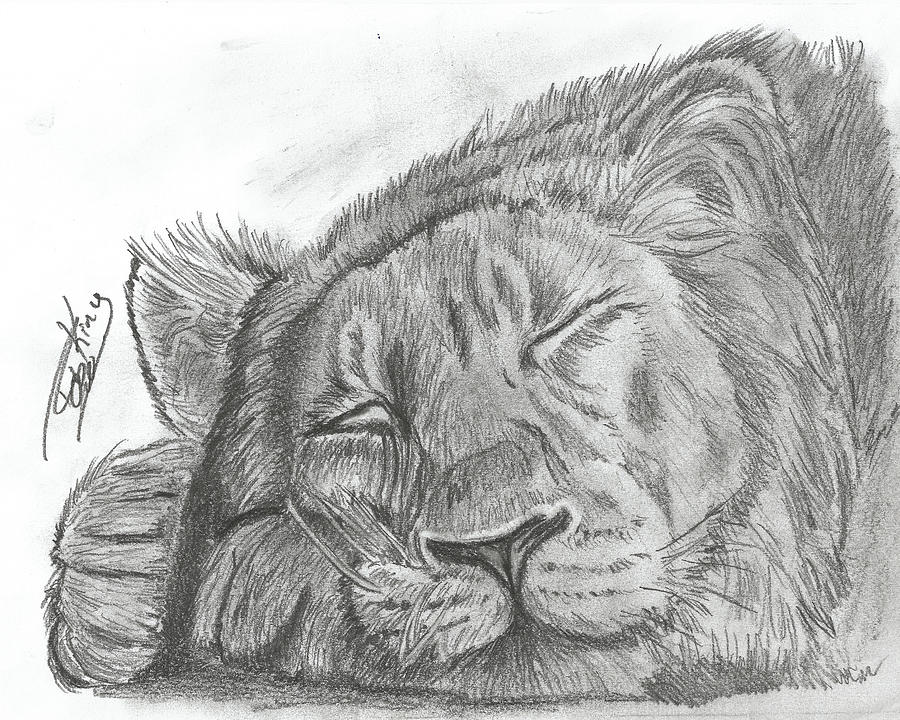 900x720 Sleeping Lion Drawing - Sleeping Lion Drawing