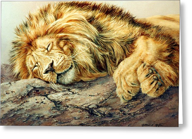 646x470 Sleeping Lion Painting - Sleeping Lion Drawing