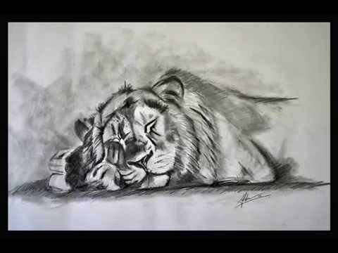 480x360 Amazing Lion Drawing In Hd! - Sleeping Lion Drawing
