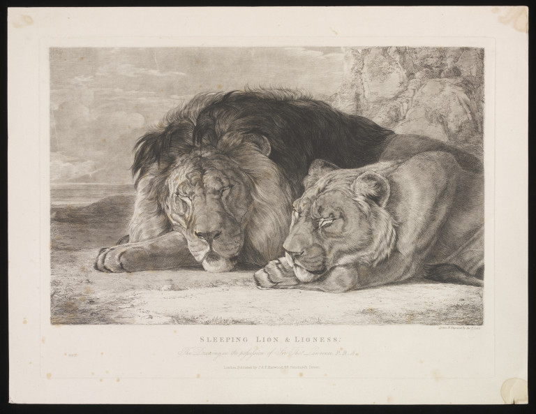 768x593 Sleeping Lion Lioness Lewis, John Frederick Ra Powcs Vampa - Sleeping Lion Drawing