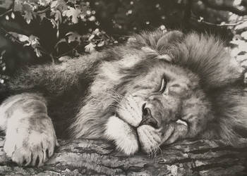 350x250 Sleeping Lion Pencil Drawing - Sleeping Lion Drawing