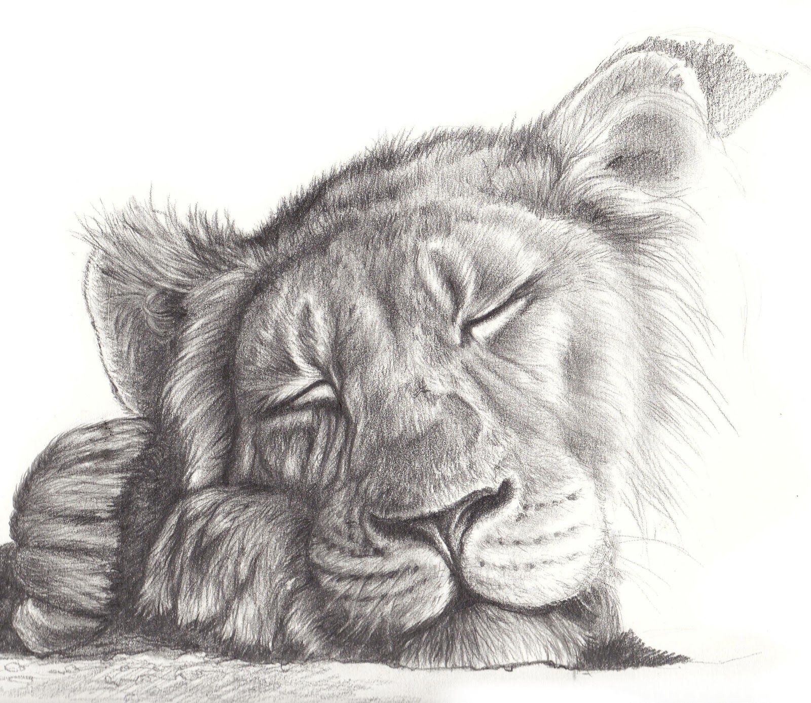 1600x1386 Sleeping Lion Cub Drawing - Sleeping Lion Drawing