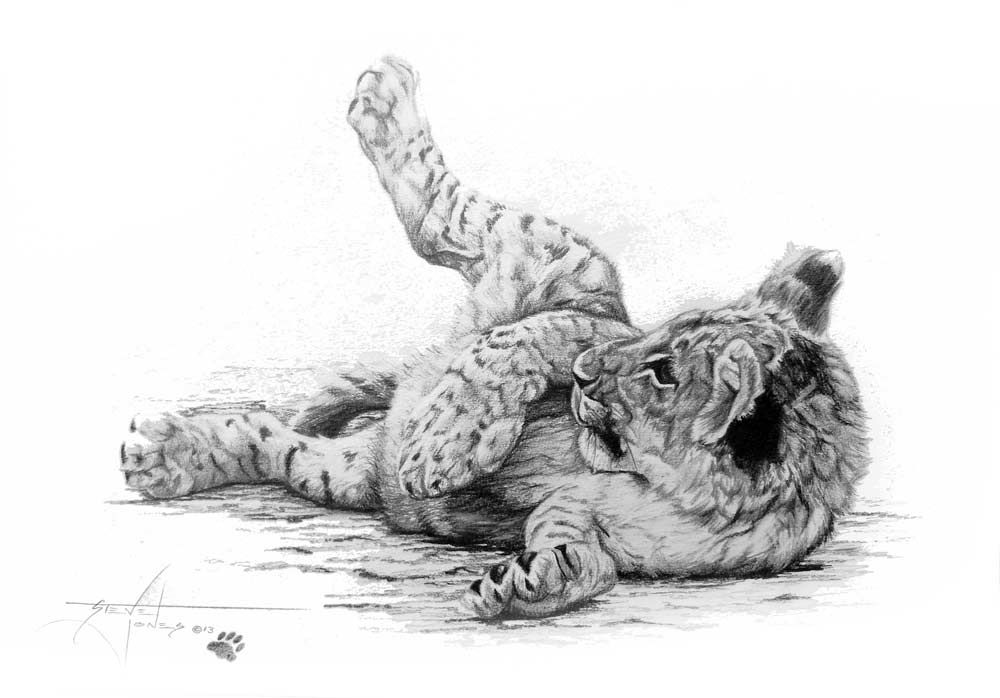 1000x698 Sleeping Lion Cub Drawing - Sleeping Lion Drawing