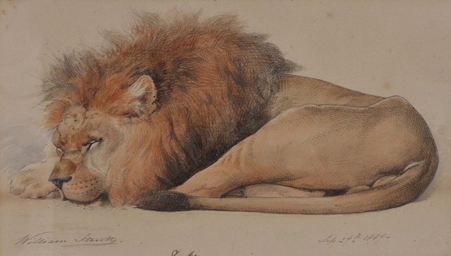 640x364 Duke Study Of A Sleeping Lion - Sleeping Lion Drawing