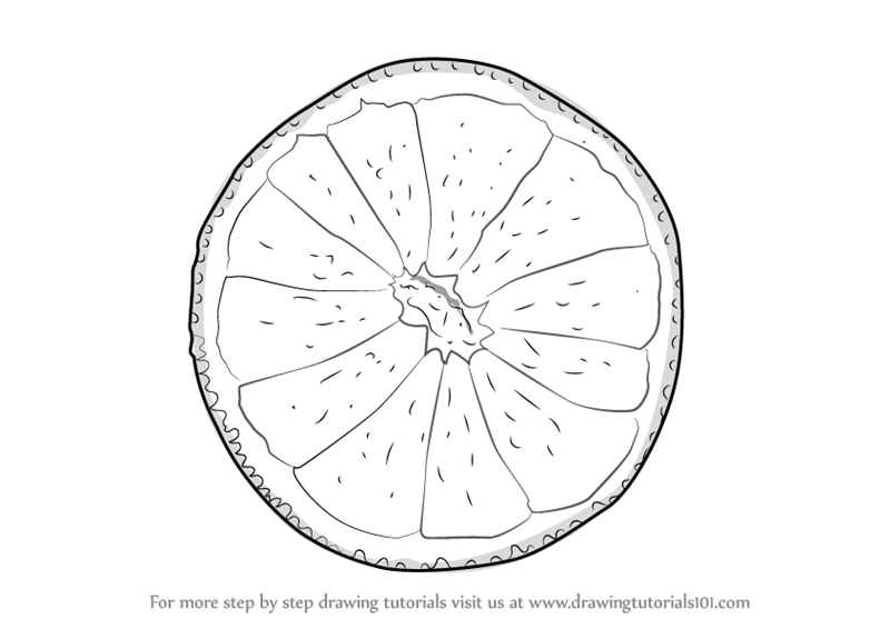 Цитрусовые в разрезе рисунок