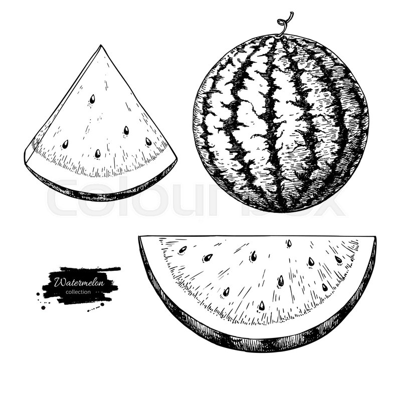 800x787 watermelon and slice vector drawing stock vector colourbox - Slice Drawing