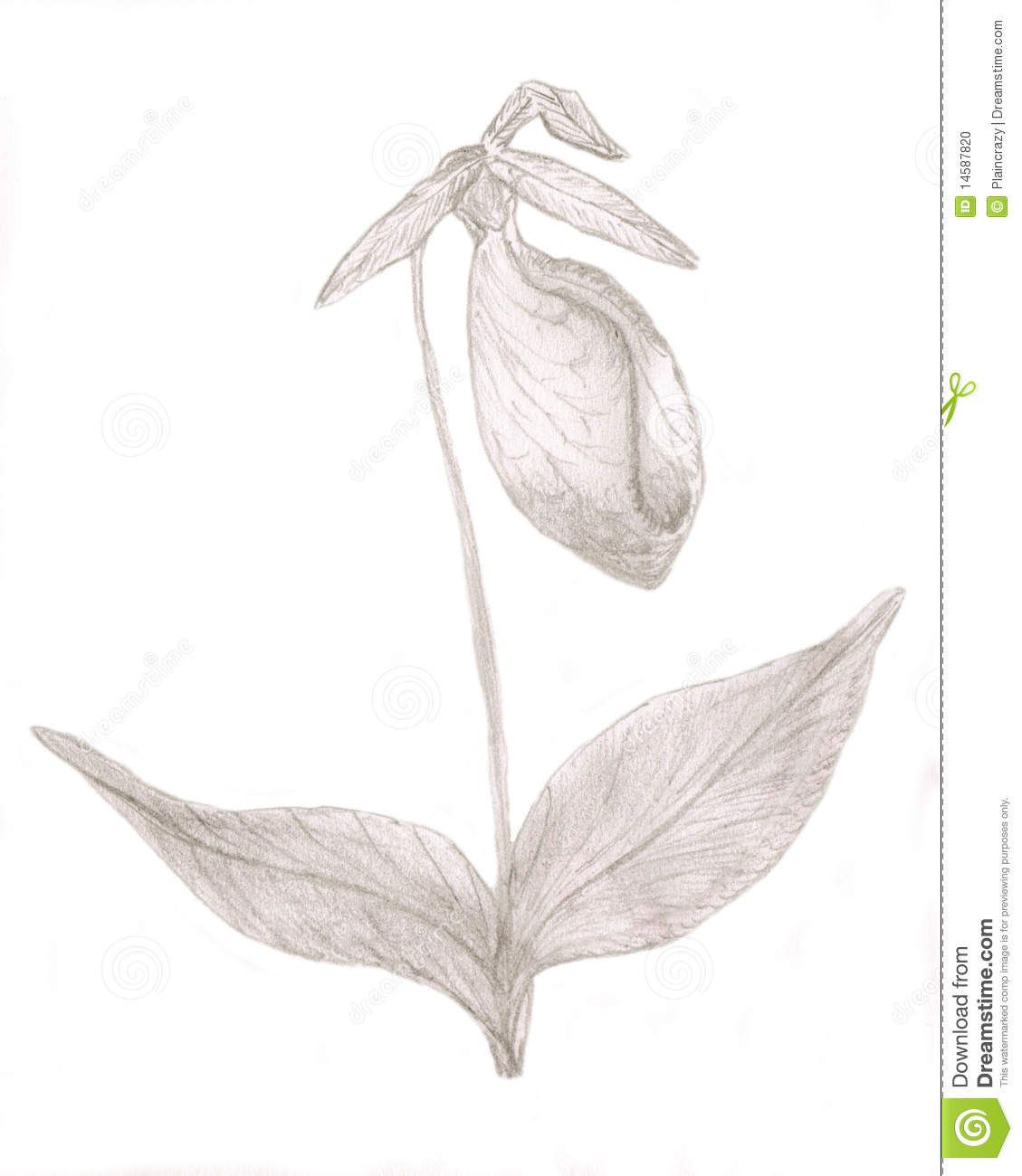 1129x1300 Drawing Flowers In Lady Slipper - Slippers Drawing
