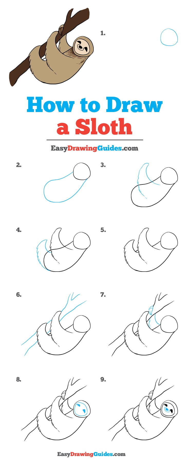 736x1810 how to draw a sloth - Sloth Drawing