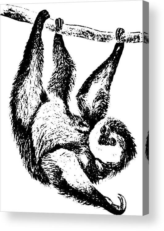 532x750 sloth drawing acrylic print - Sloth Drawing