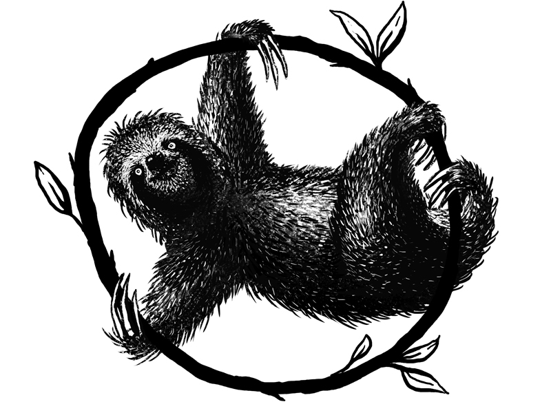 800x600 sloth drawing - Sloth Drawing