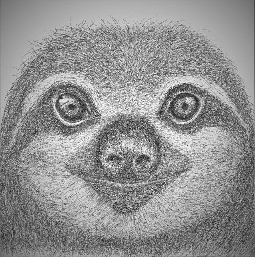 893x900 sloth drawing - Sloth Drawing