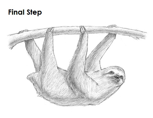 500x386 how to draw a sloth step - Sloth Drawing