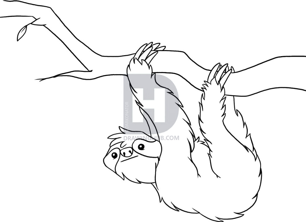 990x720 how to draw a sloth, step - Sloth Drawing