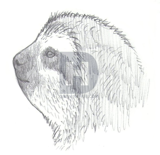 670x652 how to draw sloths, step - Sloth Face Drawing
