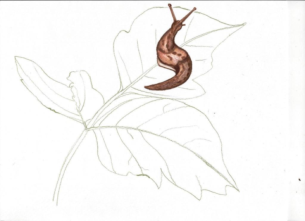 1024x745 custom drawing - Slug Drawing