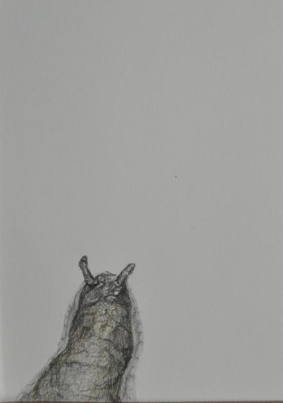 570x812 framed slug drawing original pencil and watercolour drawing etsy - Slug Drawing