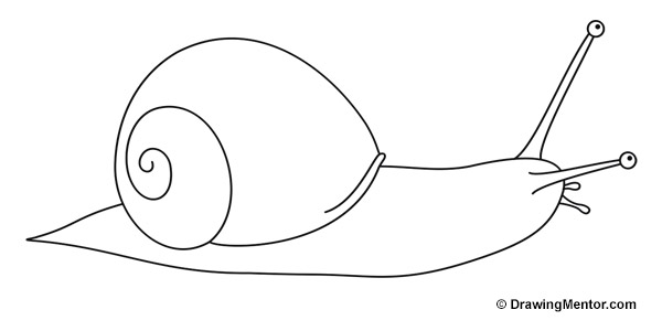 600x300 how to draw a snail tutorial - Slug Drawing