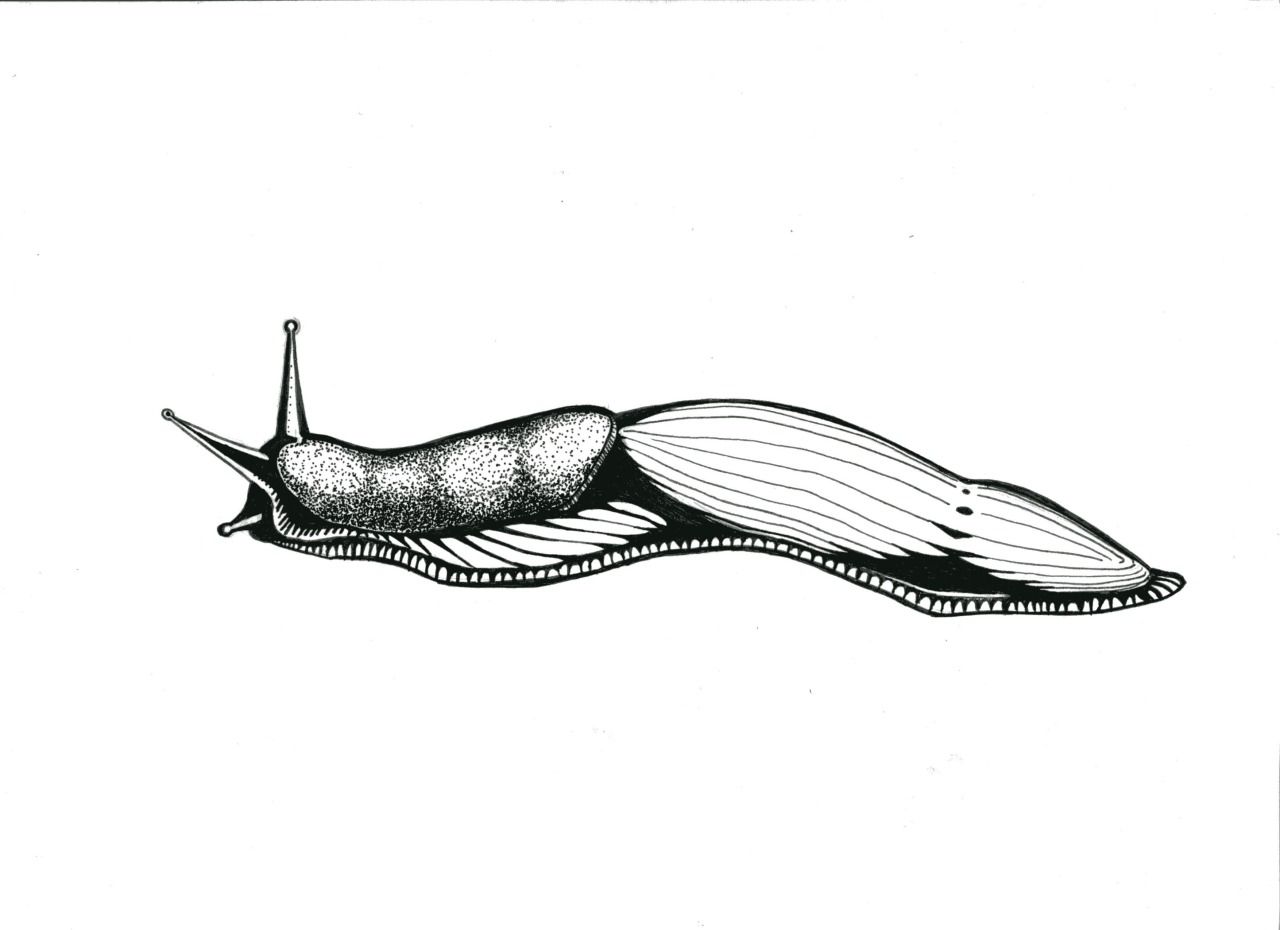 1280x930 visual arts in forest art, cruz tattoo - Slug Drawing