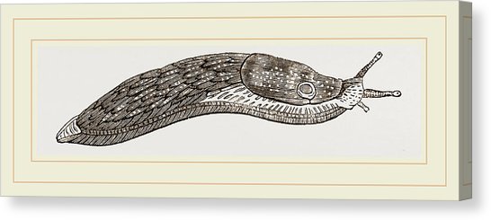 546x245 red slug drawing - Slug Drawing