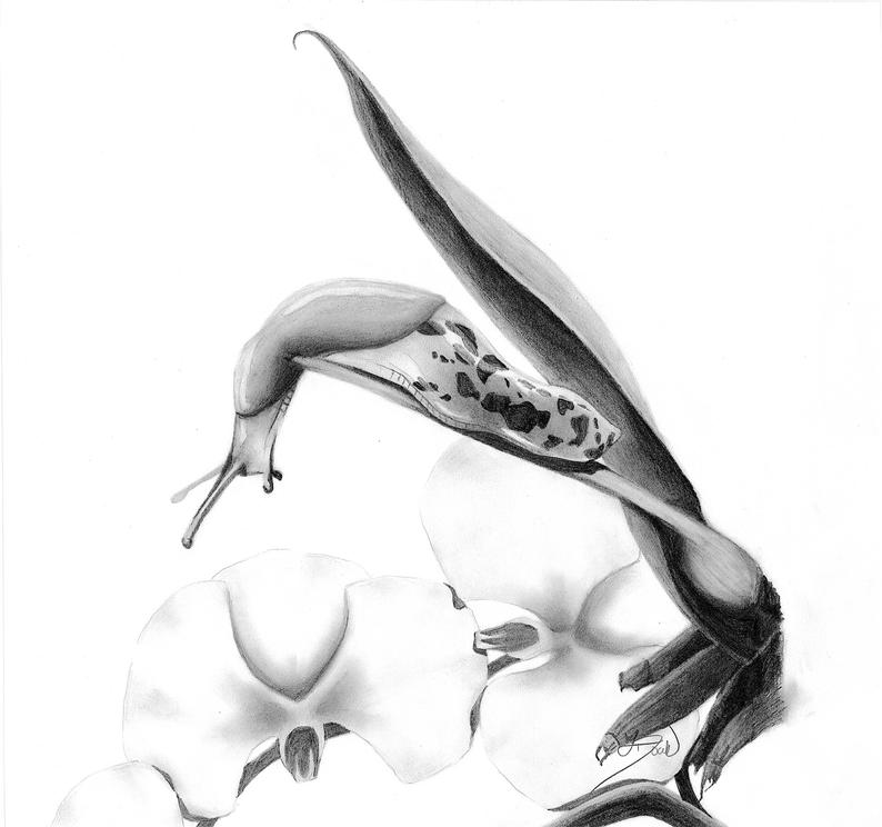 794x744 slug fine art print drawing wall art decor slug drawing etsy - Slug Drawing