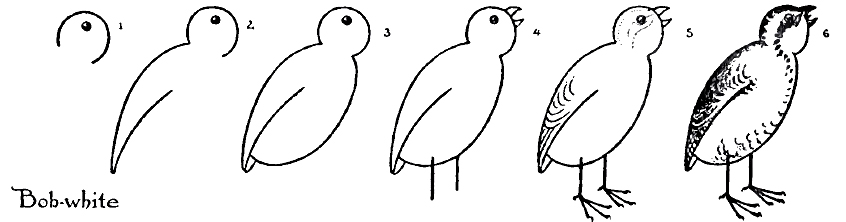 846x222 Learning To Draw Birds Thrifty Scissors - Small Bird Drawing