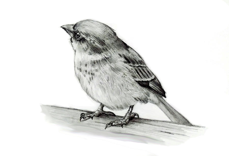 900x615 Small Bird Drawing - Small Bird Drawing