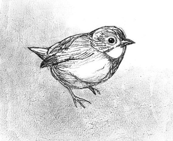 570x463 small bird sketch woodland bird pencil - Small Bird Drawing