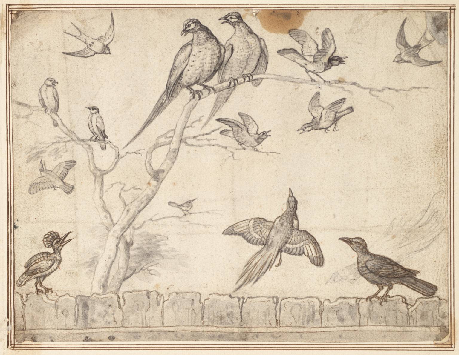 1536x1189 Small Birds, Including Pheasants, A Jay And A Swallow', Francis - Small Bird Drawing