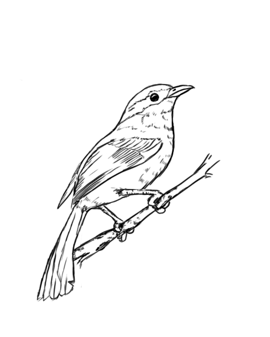 550x688 How To Draw A Bird Step - Small Bird Drawing