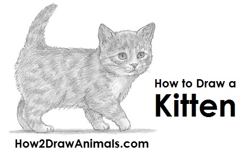 501x315 How To Draw A Kitten - Small Cat Drawing