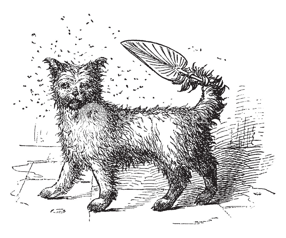 1000x835 A Small Dog Holding A Fan With Its Tail, Vintage Line Drawing - Small Dog Drawing