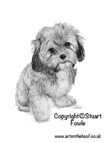 374x500 Dog Portraits And Drawings - Small Dog Drawing