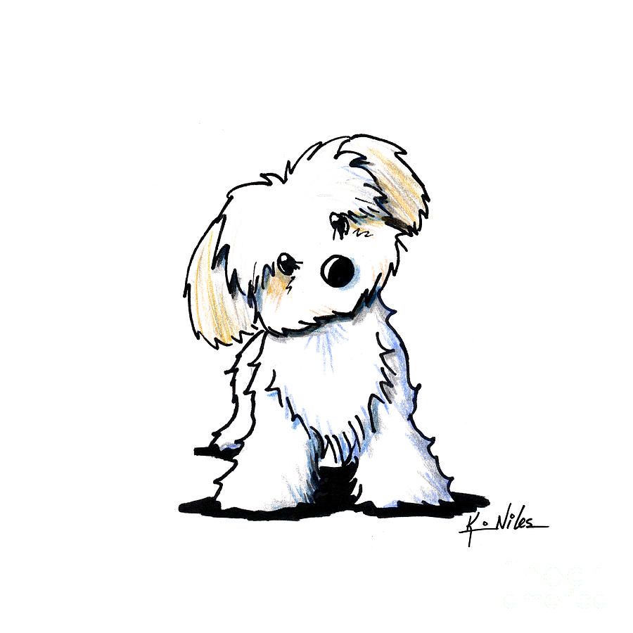 900x900 Quizzical Havanese Canvas Print Canvas Art - Small Dog Drawing