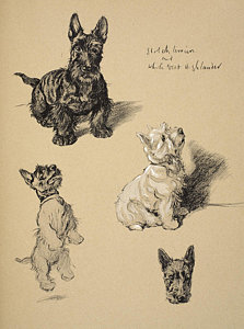 223x300 Small Dog Drawings Fine Art America - Small Dog Drawing