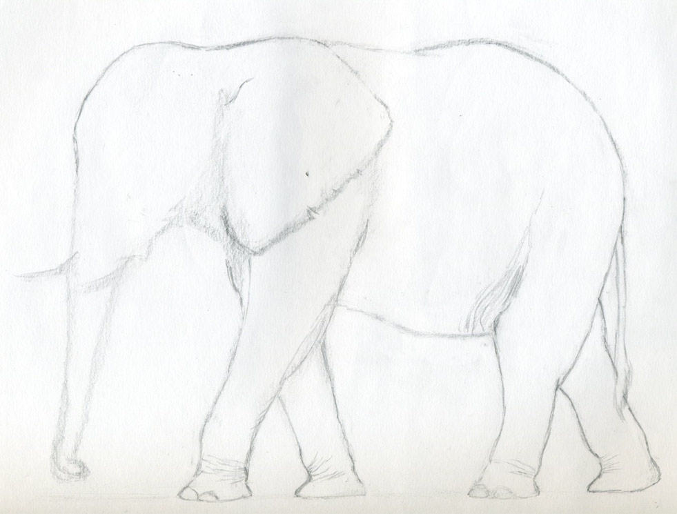 981x745 How To Draw An Elephant - Small Elephant Drawing