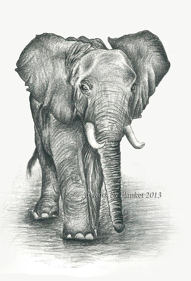 612x900 Small Elephant Drawing - Small Elephant Drawing