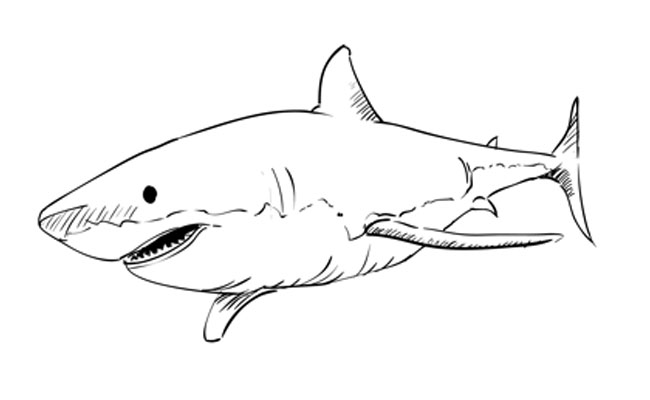 650x400 How To Draw A Great White Shark - Small Fish Drawing