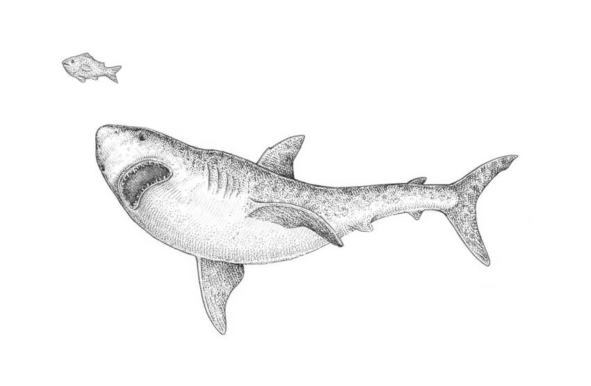 850x556 How To Draw A Shark Step - Small Fish Drawing