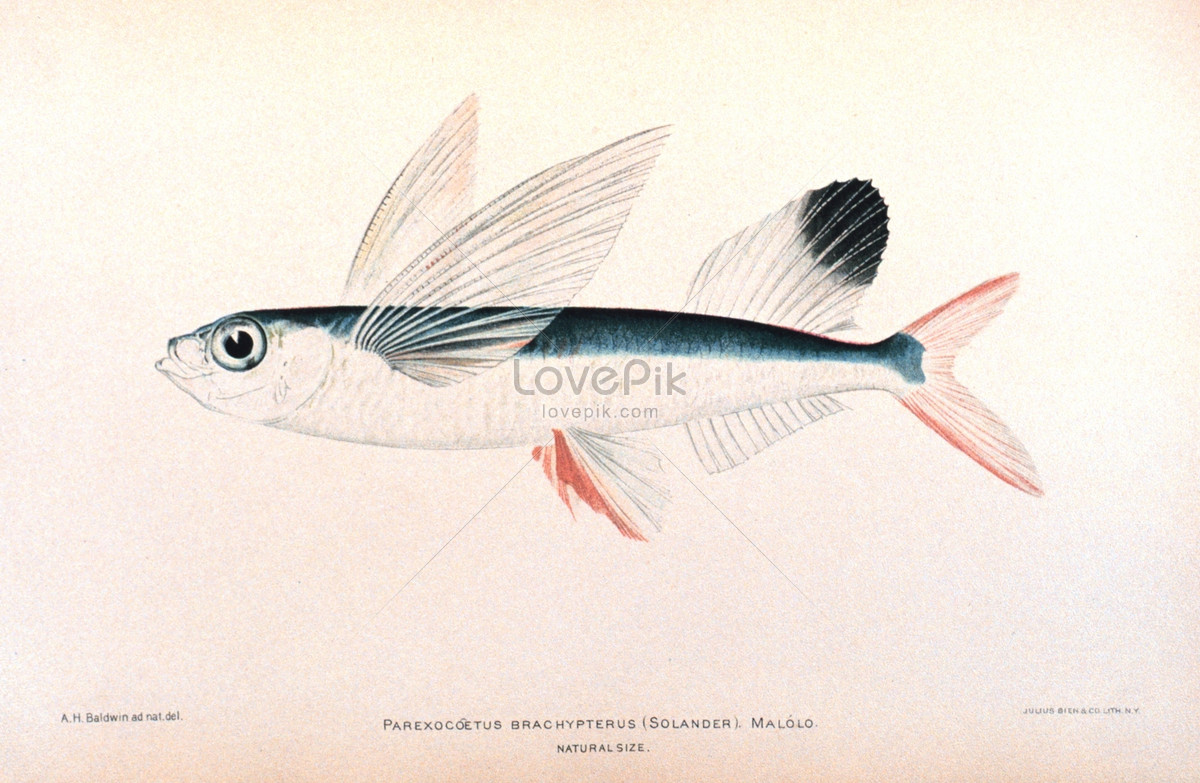 1200x783 A Small Fish On The Drawing Photo Image Picture Free Download - Small Fish Drawing