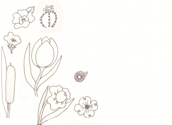600x436 Flower Drawing Lessons - Small Flower Drawings