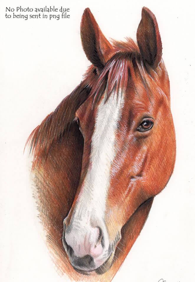 661x958 small horse drawing commission hand drawn portraits - Small Horse Drawing