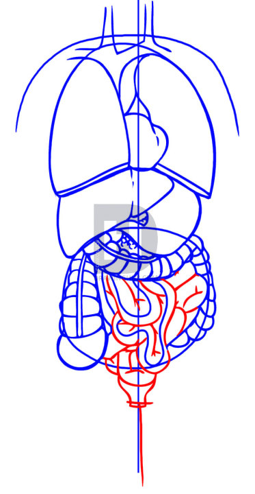 373x720 how to draw anatomy, step - Small Intestine Drawing