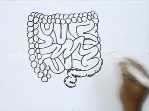 480x360 how to draw intestines - Small Intestine Drawing