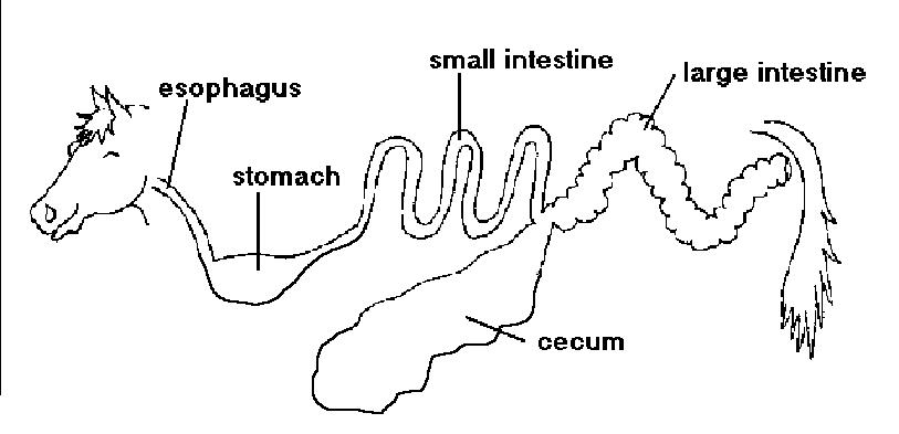 813x393 ncsu's ansfspo class - Small Intestine Drawing