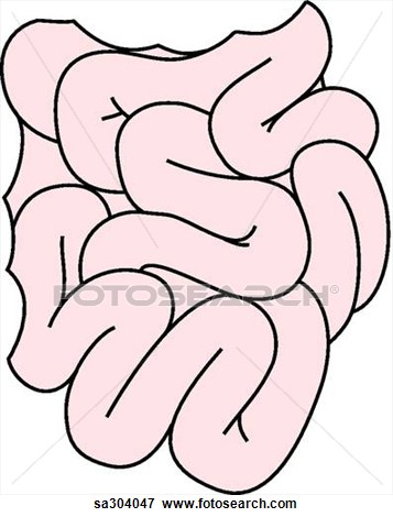 357x470 small intestine clipart - Small Intestine Drawing