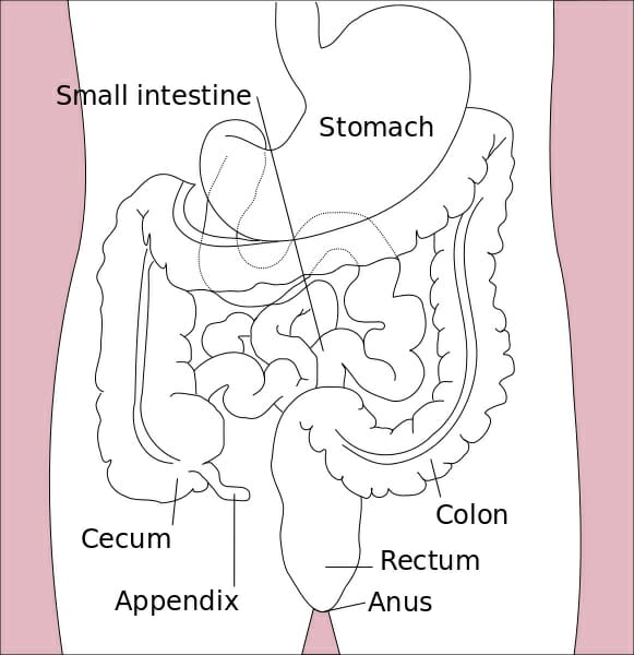 581x600 small intestine definition, parts and function biology dictionary - Small Intestine Drawing