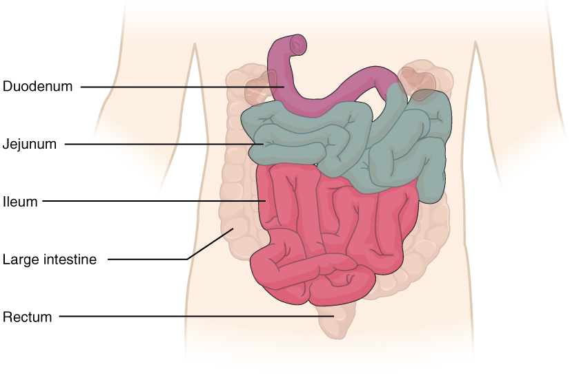 839x552 small intestine pathology structure - Small Intestine Drawing